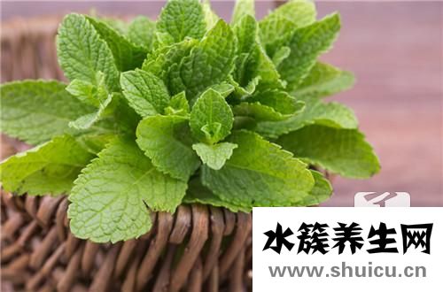 檸檬薄荷