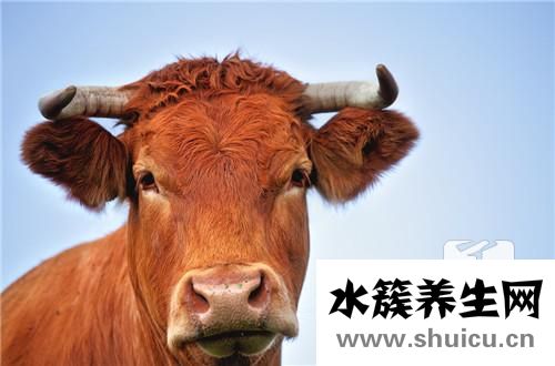 黑椒牛仔骨