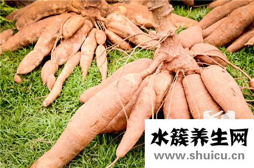 涼薯的功效與作用