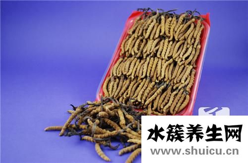蟬花蟲草粉