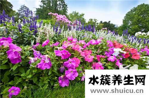 九里香的功效與作用
