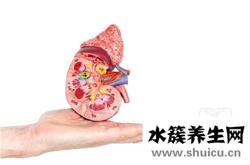 補腎藥材