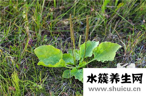 犁頭草