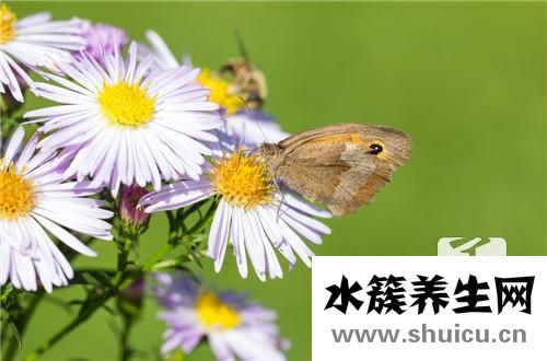 多效唑