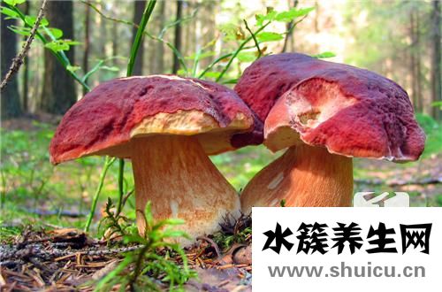 紅菇的功效與作用