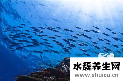 蛋白蟲