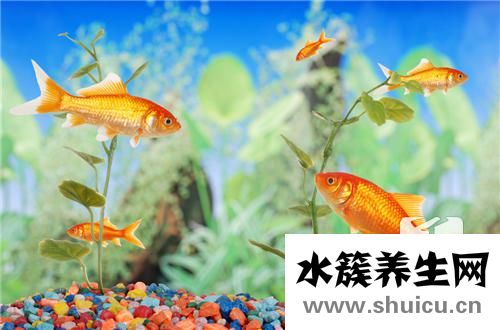 蛋白蟲