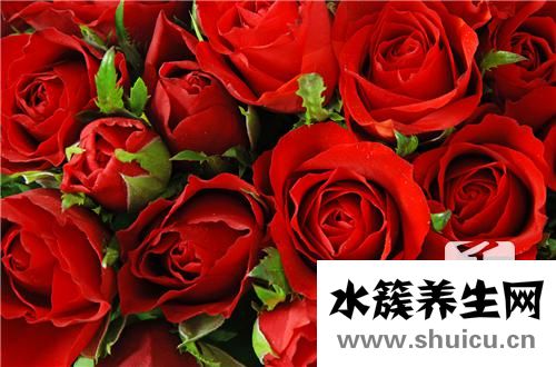 金邊玫瑰