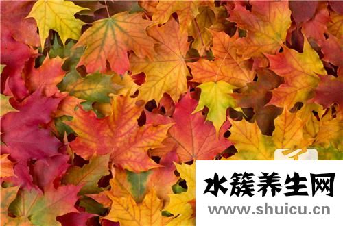 虎眼萬年青