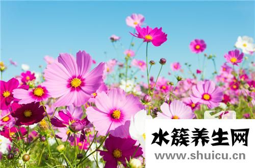 蕓苔素