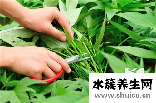 虎眼萬年青