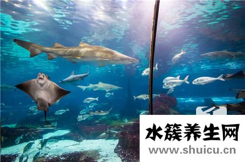 龜白眼病