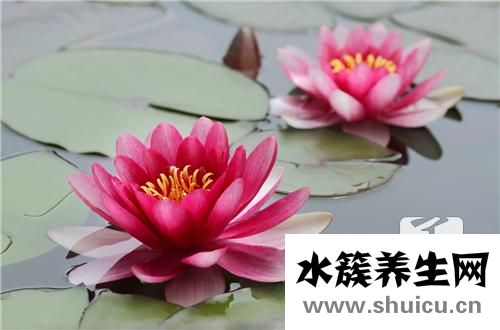 扶?；ǖ酿B殖方法和注意事項