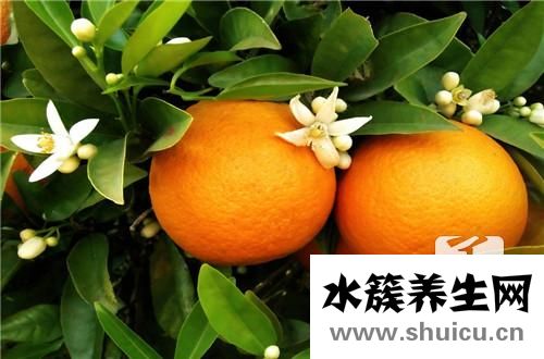 沙糖桔上火嗎