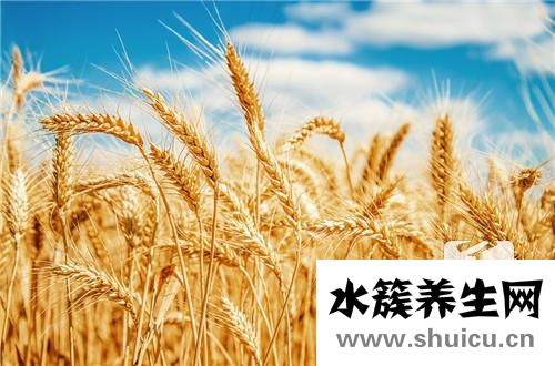 養心的食物