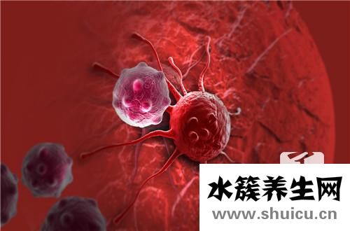 紫蘇子的功效與作用