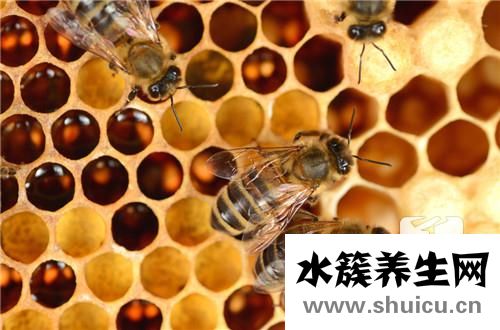 螞蜂窩官網