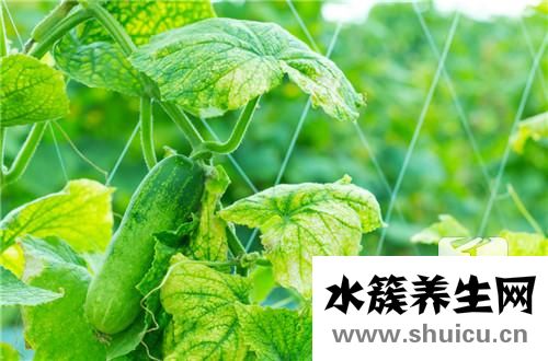 絲瓜怎么炒