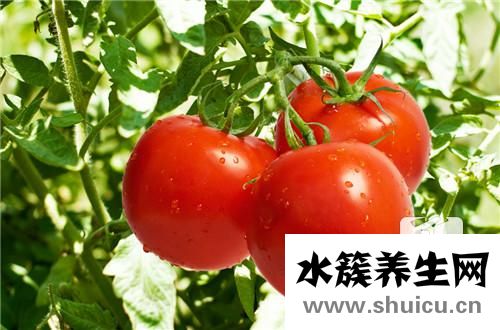 西紅柿雞蛋湯面