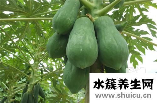 皺皮木瓜