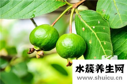 芭樂果
