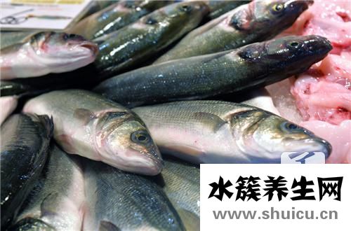 小銀魚