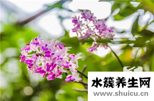 紫皮石斛怎么吃