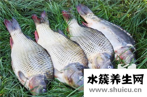 扁魚