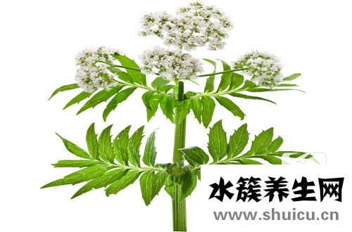 中藥阿魏