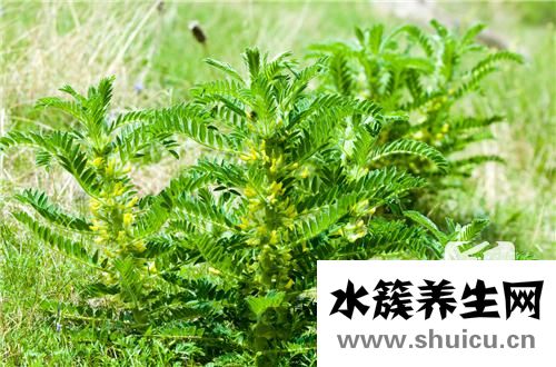 炙黃芪和黃芪的區別