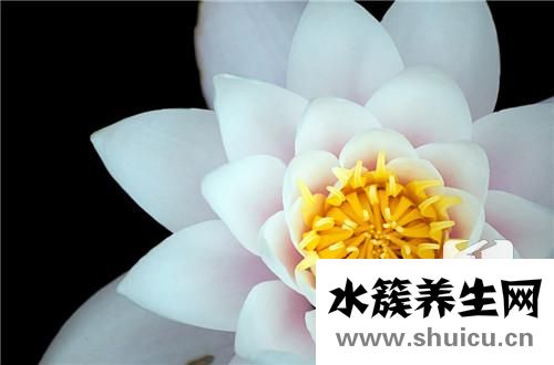 銀線蓮