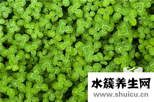 奶漿草