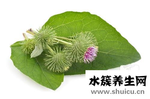 黃金牛蒡茶