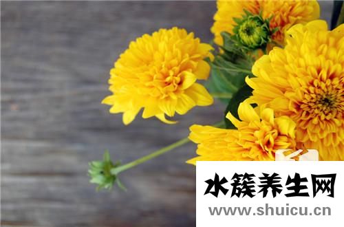 萬壽菊的功效與作用