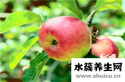 蘋果酵素