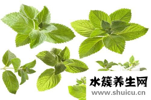 薄荷水的功效與作用