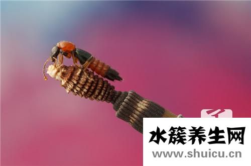 裂頭蚴寄生蟲