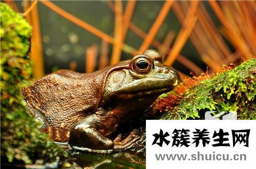 裂頭蚴寄生蟲