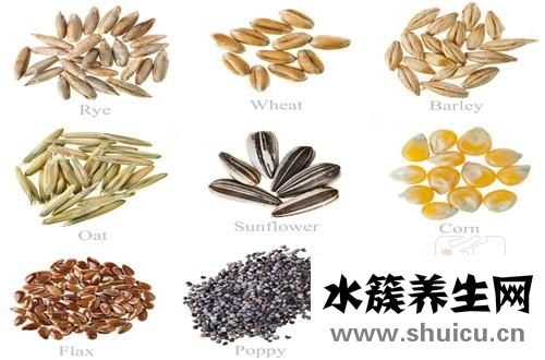 五谷豆漿食譜