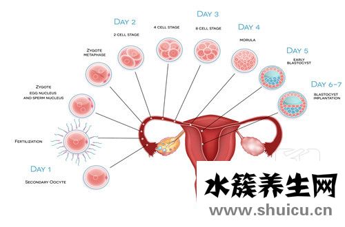 卵巢大小正常范圍