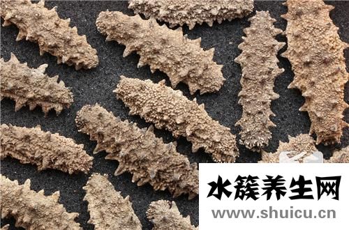 海參泡發方法