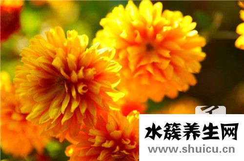 甜葉菊的功效與作用