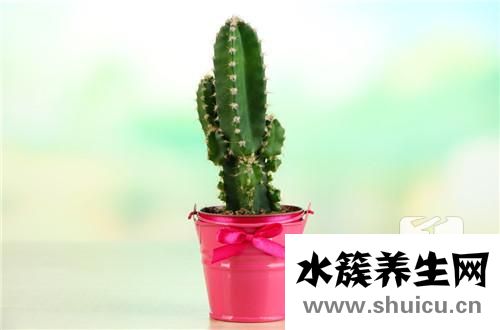 縮刺仙人掌
