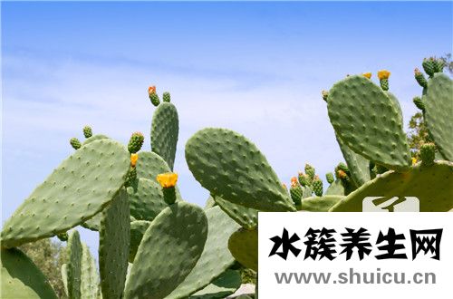 縮刺仙人掌