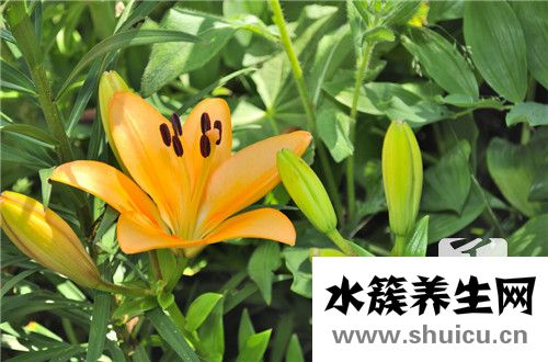 含羞草如何養