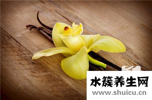 含羞草如何養