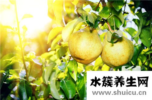 川貝母燉梨