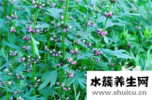 蠶蛹蟲草