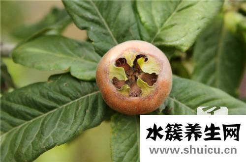 川貝母燉梨