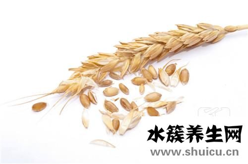 小麥草榨汁機